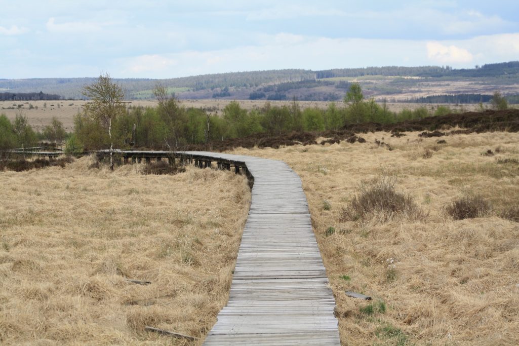 Brücke in Belgien im Moor